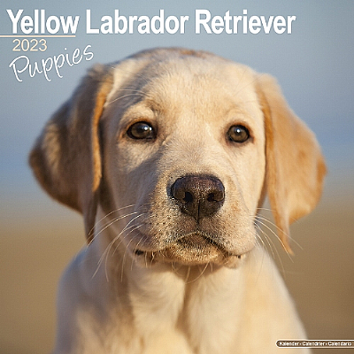 Labrador Yellow (Puppy) Calendar 2024 (Square)
